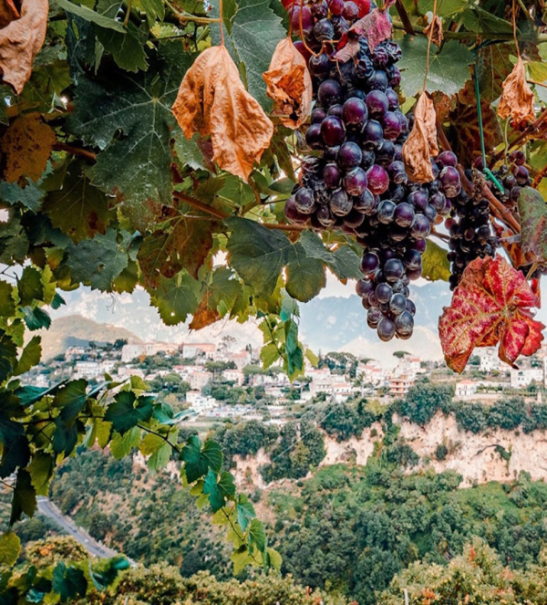 Vista sui vigneti con uva in primo piano e panorama su Ravello in Costiera Amalfitana