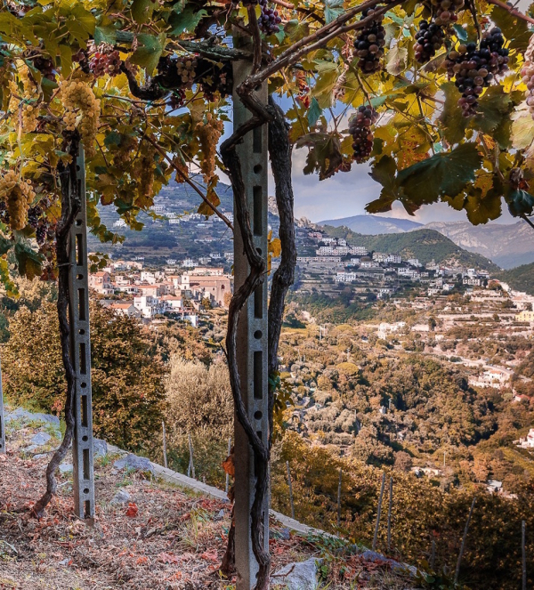 Vista panoramica sui vigneti della Costiera Amalfitana con paesaggio terrazzato e scorci mediterranei